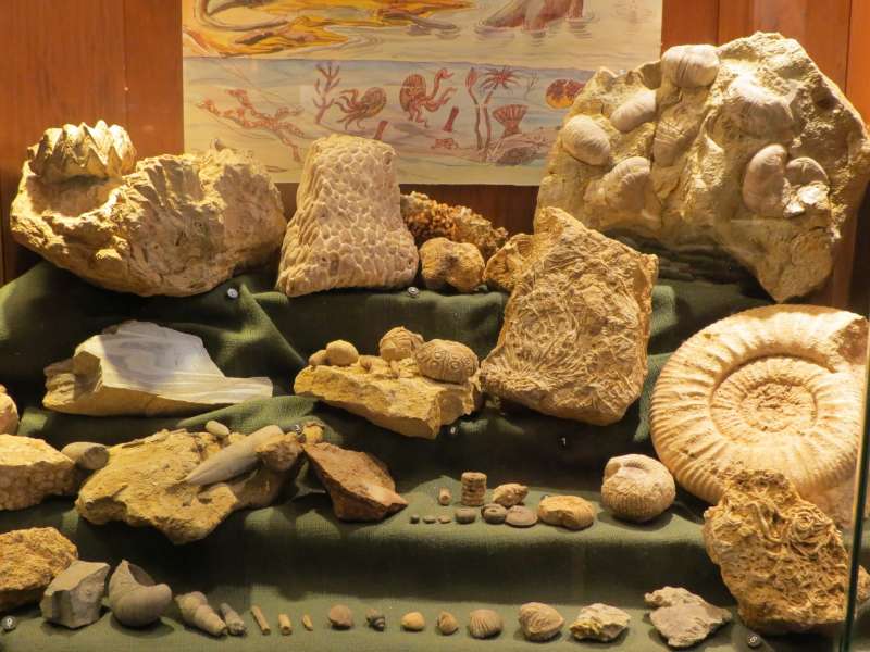 Fossiles a la maison de la Geologie